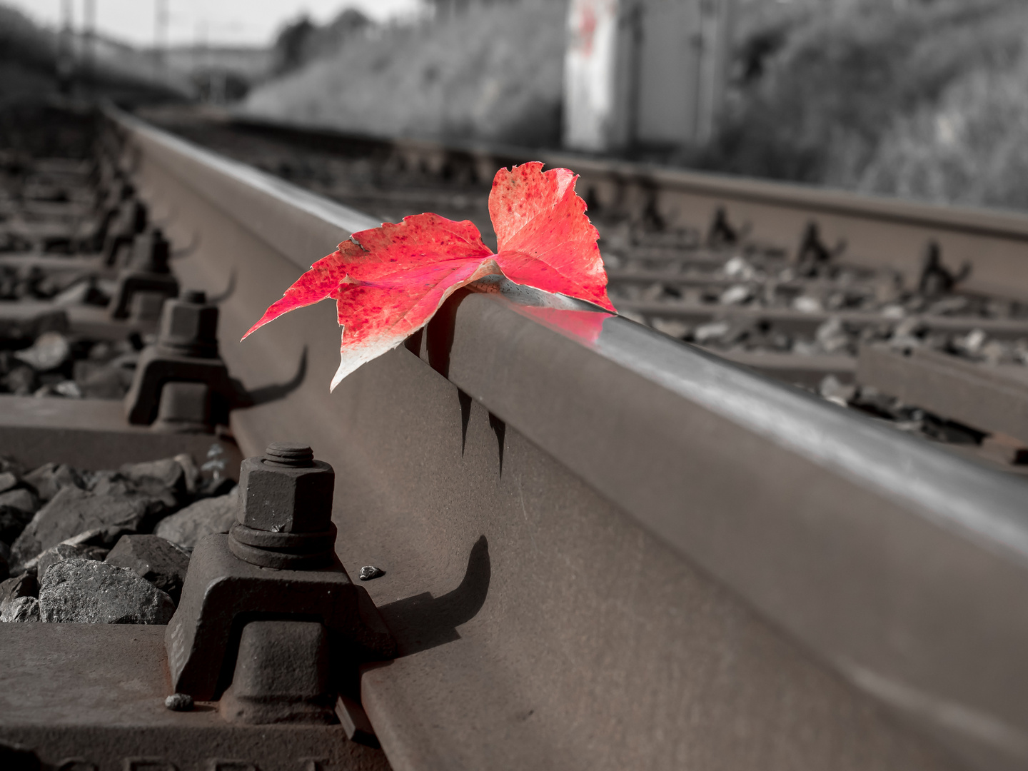 Herbst-Blatt auf Schiene