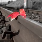 Herbst-Blatt auf Schiene