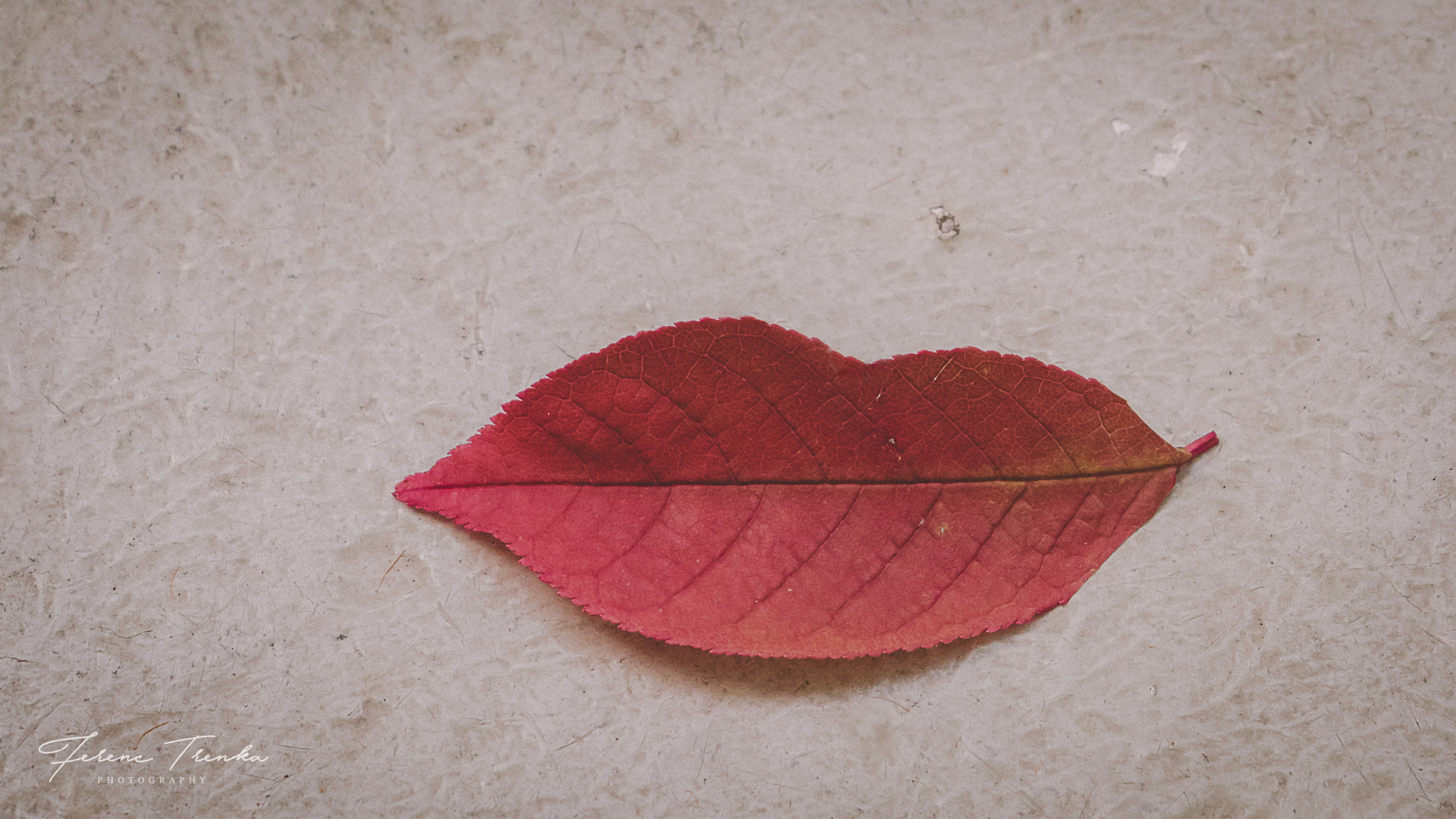 Herbst-Blatt