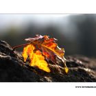 Herbst Blatt