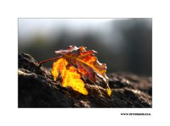 Herbst Blatt