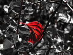 herbst-blatt ..