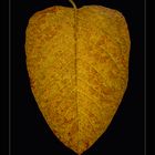 Herbst Blatt