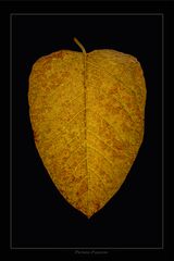 Herbst Blatt