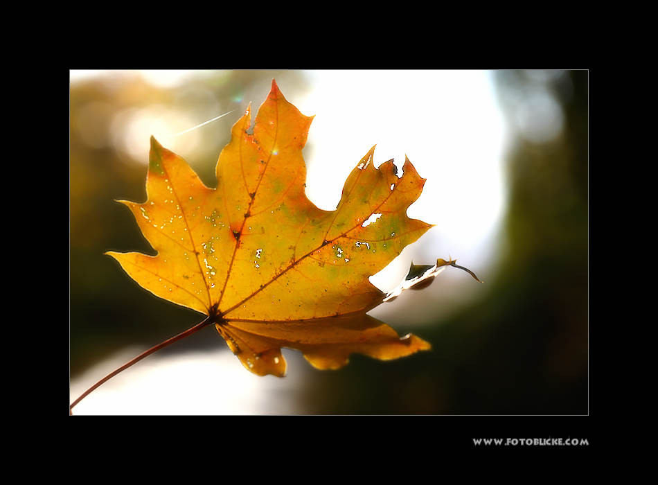 Herbst Blatt