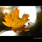 Herbst Blatt