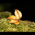 Herbst--------- blatt....