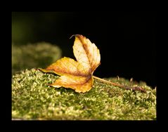 Herbst--------- blatt....