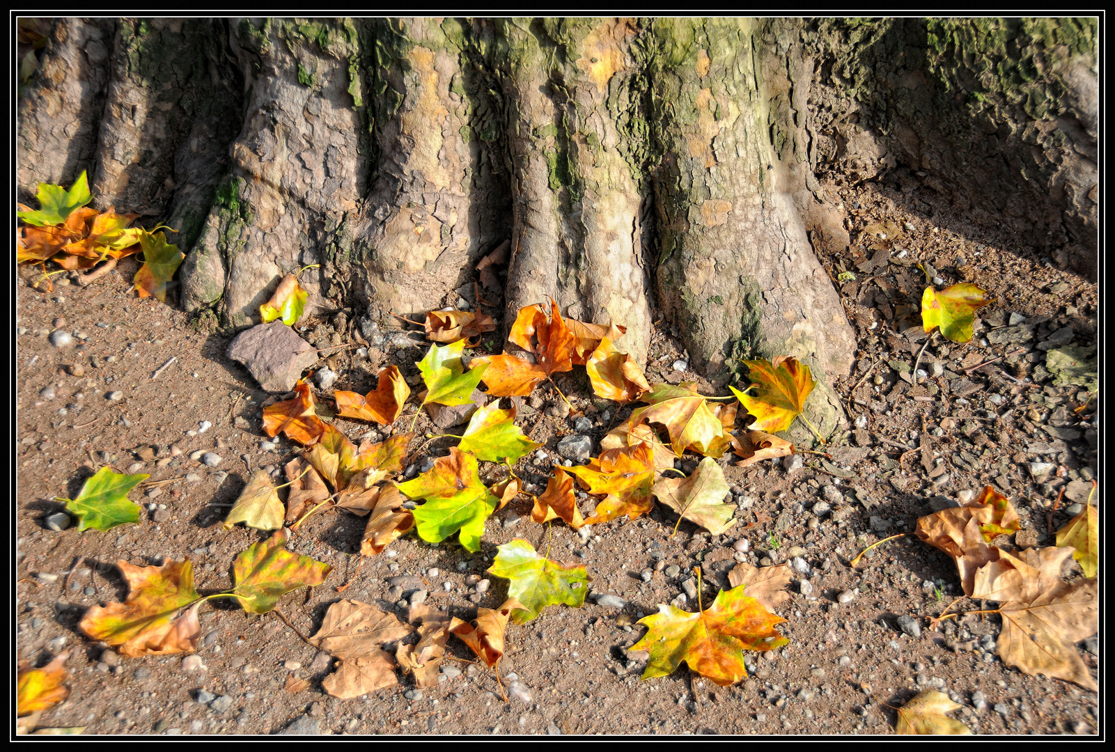 Herbst: Blatt für Blatt