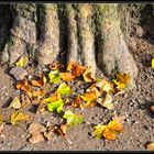 Herbst: Blatt für Blatt