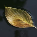 Herbst (Blatt im Wasser)