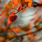 Herbst - Blatt - Reigen