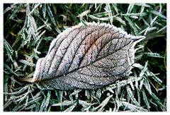 Herbst-Blatt schockgefroren