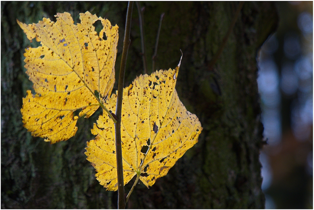 Herbst-Blattreste