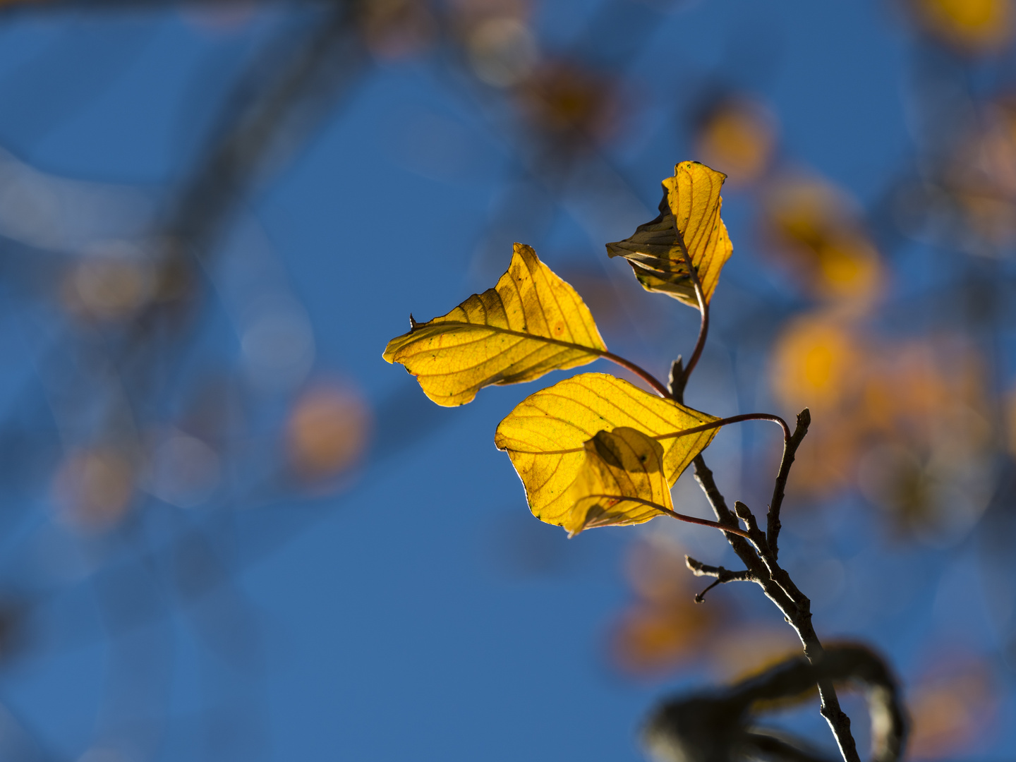 Herbst Blau-Gelb