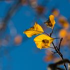 Herbst Blau-Gelb