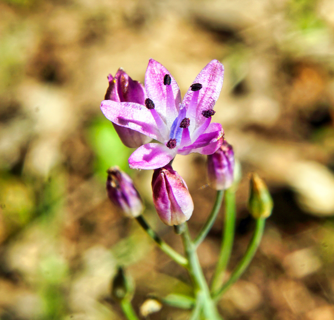 Herbst - Blaustern