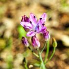 Herbst - Blaustern