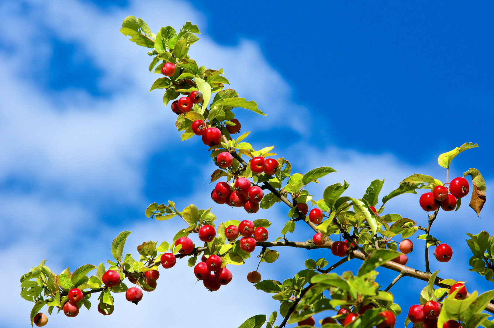 Herbst - blauweiß und rotgrün -