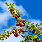 Herbst - blauweiß und rotgrün -