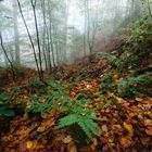 Herbst - bleib noch ein wenig. 