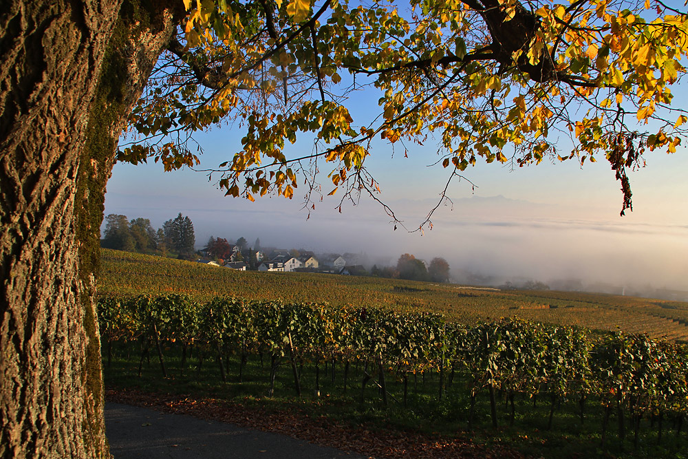 Herbst-Blick auf Hagnau am Bodensee