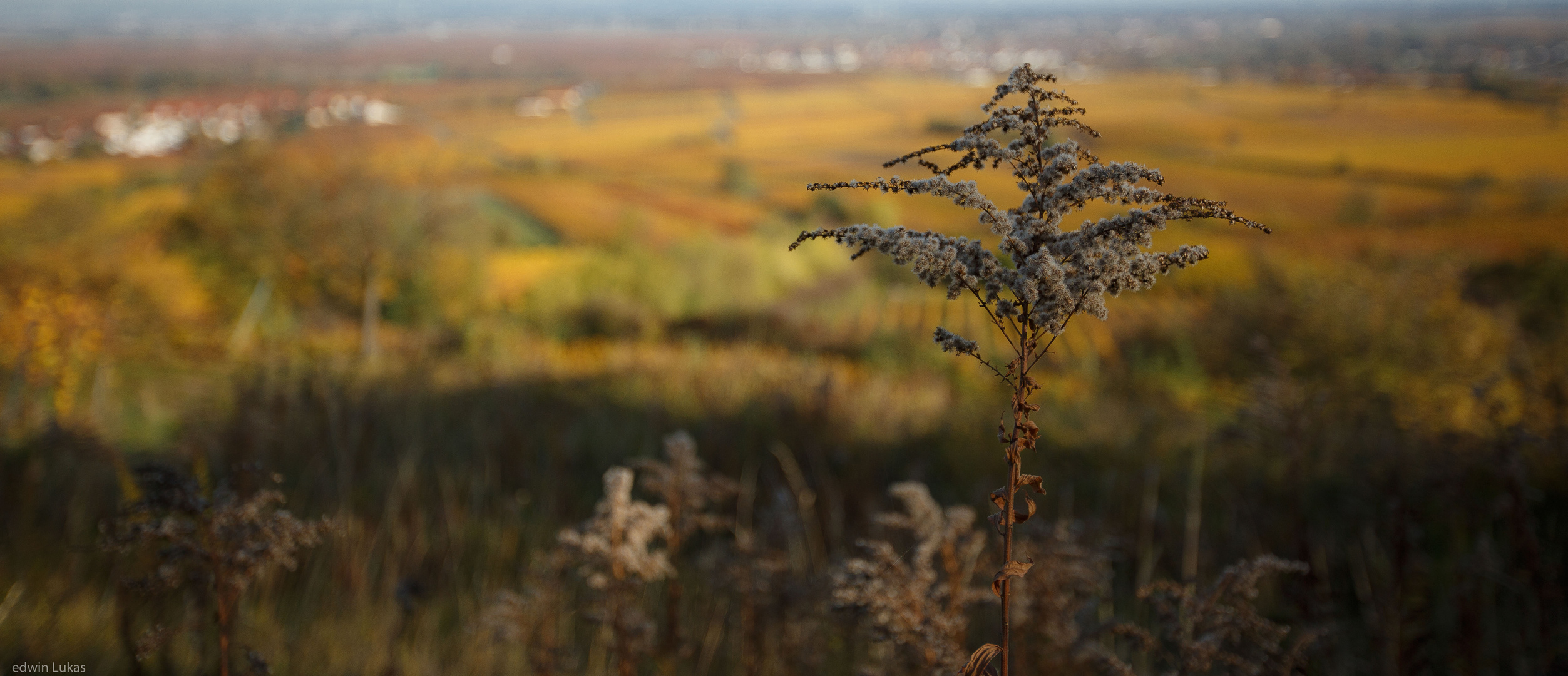 Herbst-Blick....