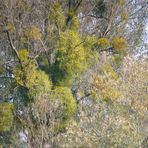 Herbst- Blick in den Altrheinarm