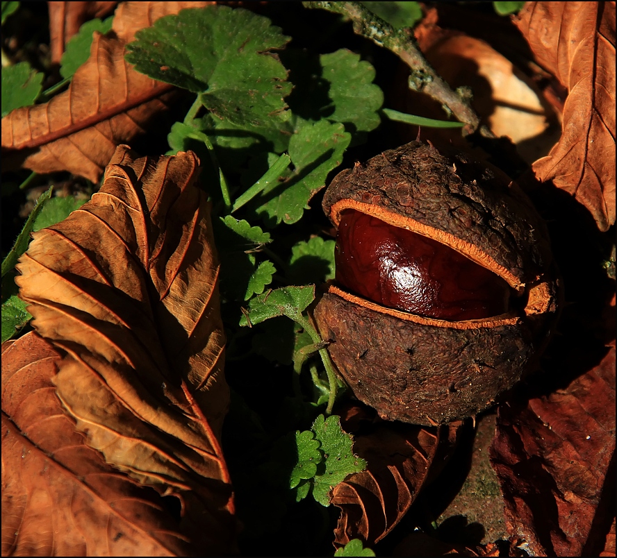 Herbst-Blick mit ...