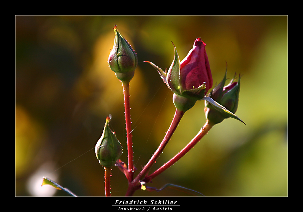 [ herbst-blühen II ]