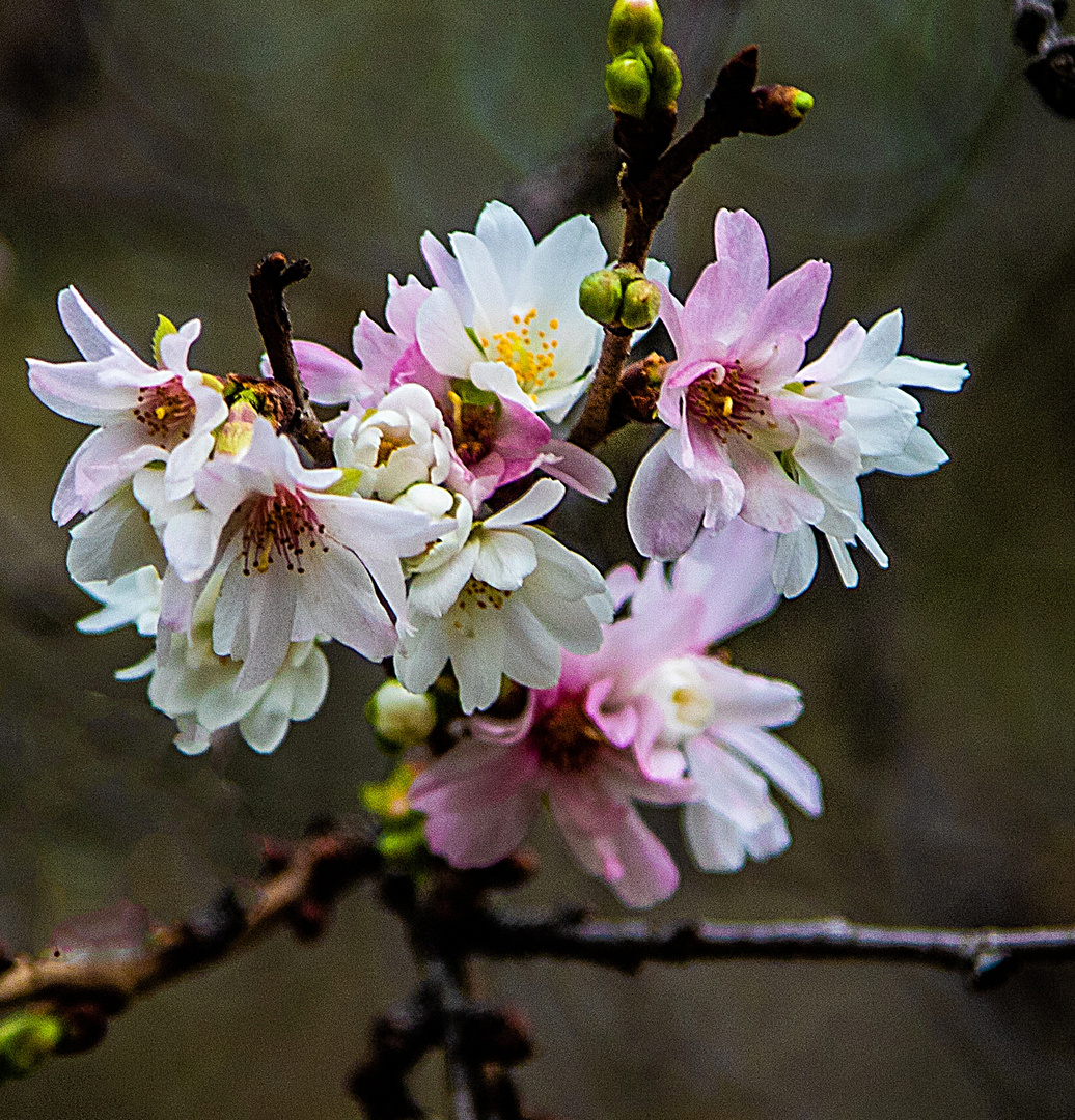 Herbst blühende Kirsche - Higan-Kirsche (Prunus subhirtella Autumnalis)