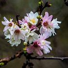 Herbst blühende Kirsche - Higan-Kirsche (Prunus subhirtella Autumnalis)