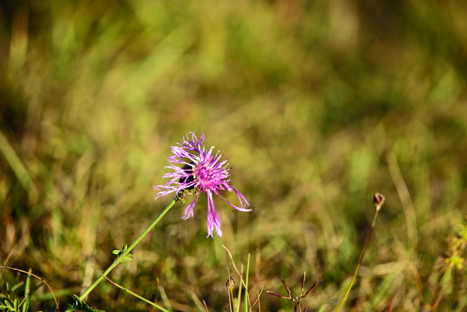 Herbst  Blüte.