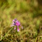 Herbst  Blüte.