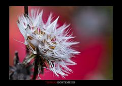 Herbst Blüte