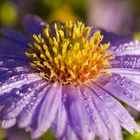 Herbst - Blüte der Herbstaster