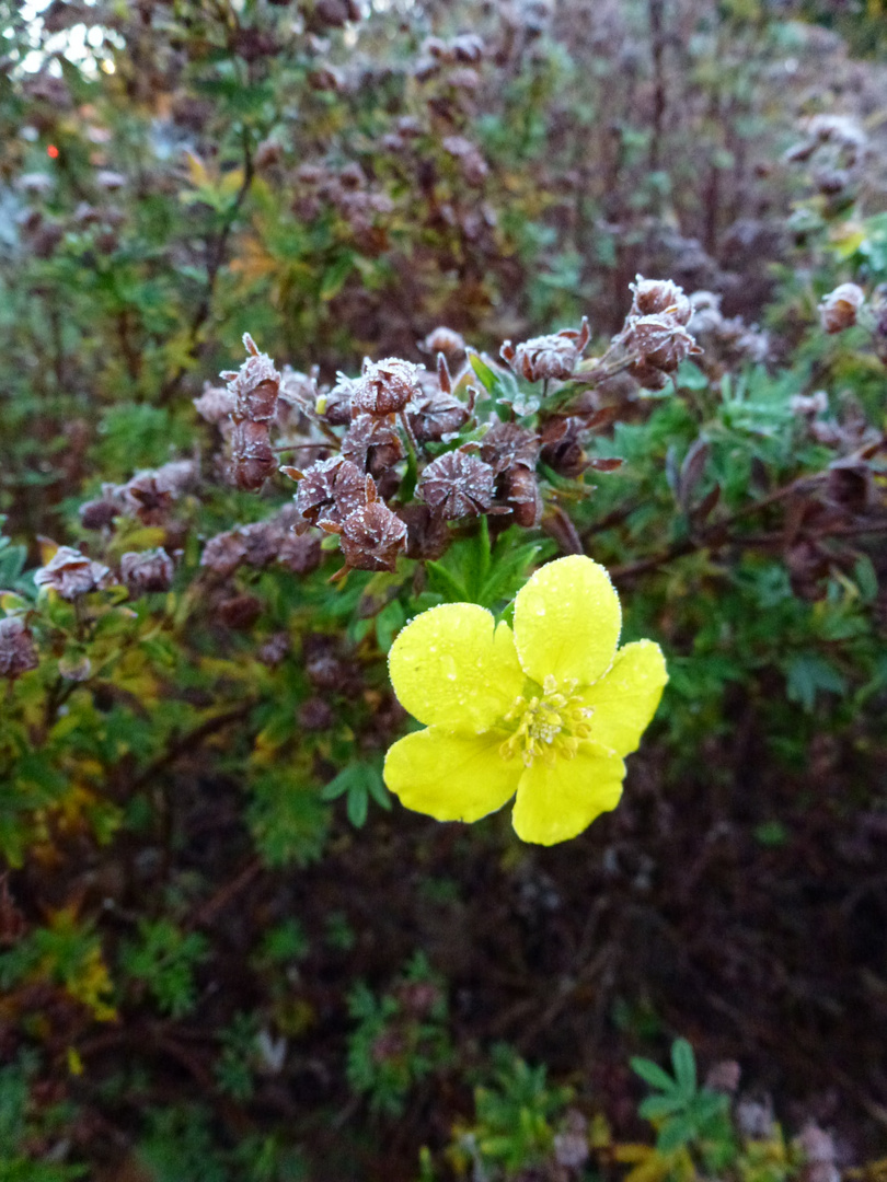 Herbst Blüte im November Erster Frost 