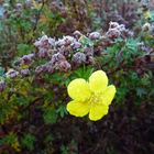 Herbst Blüte im November Erster Frost 