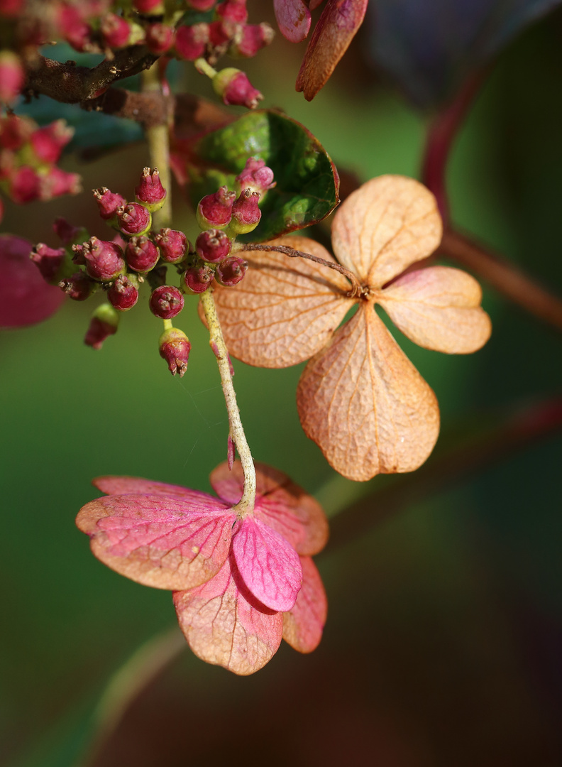 Herbst-Blüten...