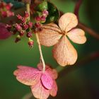 Herbst-Blüten...