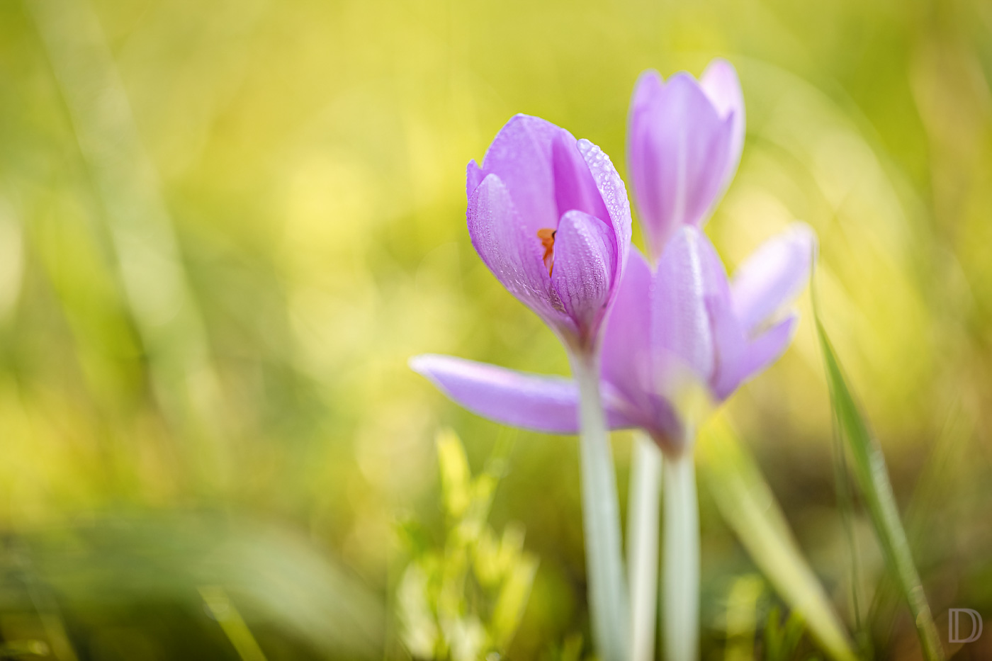 Herbst-Blüten