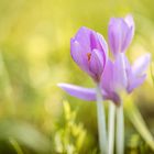 Herbst-Blüten