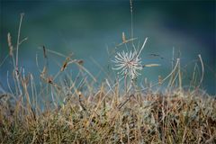 Herbst - Blüten