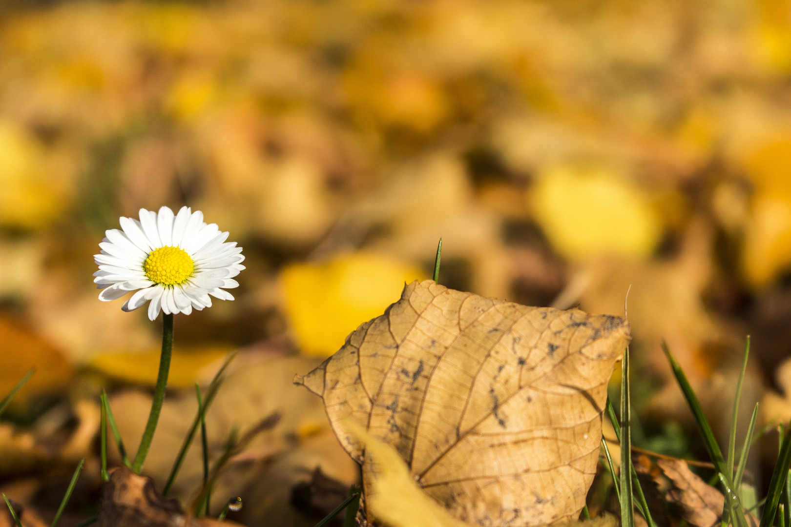 Herbst Blume