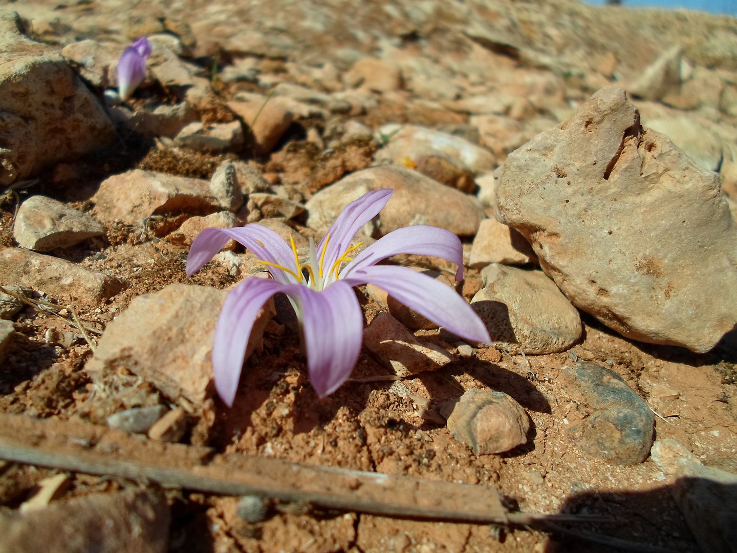 herbst blume auf formentera