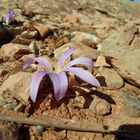 herbst blume auf formentera