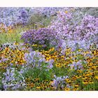 Herbst-Blumen-Blüten-Meer