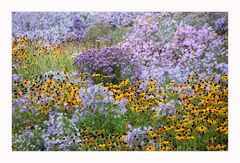 Herbst-Blumen-Blüten-Meer