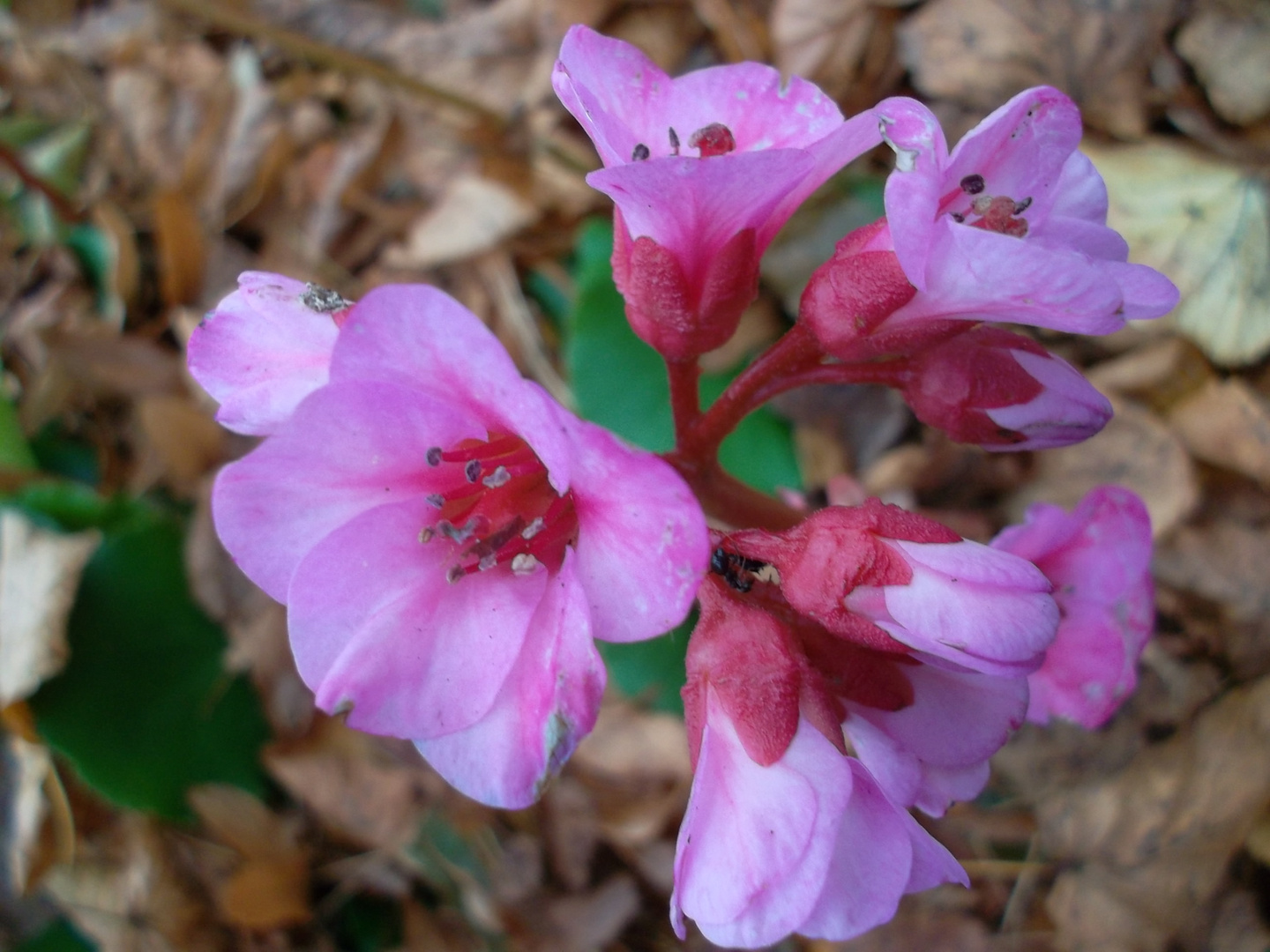 Herbst-Blumen