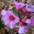 Herbst-Blumen